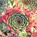Sempervivum calcareum 'Pink Pearl' (Outdoors) - August