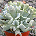 Echeveria runyonii 'Topsy Turvy' [large] - January