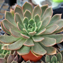 Echeveria 'Mira' [large]