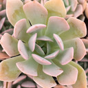 Echeveria 'Holy Gate' - August