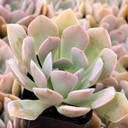 Echeveria 'Holy Gate' - August