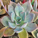 Graptoveria 'Douglas Huth' (Mature)