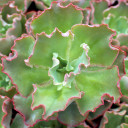 Echeveria 'Giant Blue' [large] - May