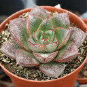 Echeveria 'Dionysos' [large]