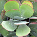 Kalanchoe luciae - Paddle Plant, Flapjacks [large] - December