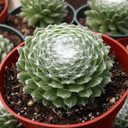 Sempervivum arachnoideum 'Cebenese'
