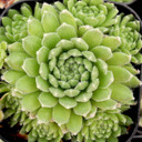 Sempervivum 'Classic' - July