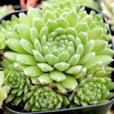 Sempervivum 'Classic' - July