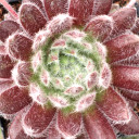 Sempervivum 'Classic' - March