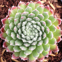 Sempervivum 'Prilly's' - September