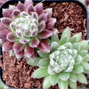 Sempervivum 'Prilly's'