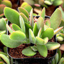 Crassula ciliata