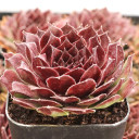 Sempervivum 'Honigmond' - January