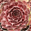 Sempervivum 'Honigmond' - January
