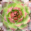 Sempervivum 'Honigmond'