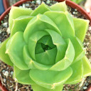 Haworthia cymbiformis var. ramosa [large]