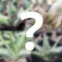 Mystery Gasteria