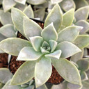 Graptopetalum 'Purple Haze'