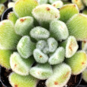 Echeveria 'Doris Taylor' - Woolly Rose - August