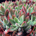 Echeveria harmsii 'Ruby Slippers' [large] - March