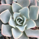 Echeveria 'Galaxy Blue'