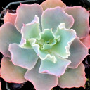 Echeveria 'Crinoline Ruffles' - Stress color