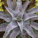 Mangave 'Mayan Queen' PPAF - Mature