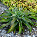 Mangave 'Spotty Dotty' PPAF - Mature Alternate