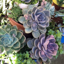 Echeveria 'Perle von Nurnberg' [large] - Customer Photo