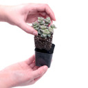 Succulent Sampler Gift Box (9-16 Varieties, 2" Pots) - Rooted Plants