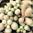 Tylecodon schaeferianus - Fairy Tale Plant