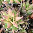 Haworthiopsis rubrobrunnea alt