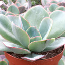 Echeveria 'Blue Sky' - March