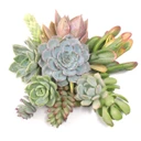 Succulent Cuttings Assorted 10-Pack