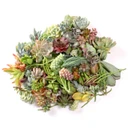 Succulent Cuttings Assorted Pack - Alt Plants