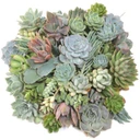 Succulent Cuttings Assorted 50-Pack