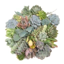 Succulent Cuttings Assorted 30-Pack