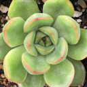 Echeveria 'Cris'