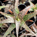 Aloe hybrid by John Bleck - March