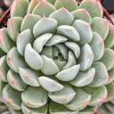 Echeveria albicans - Whitening Echeveria