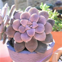 Graptopetalum superbum (Photo by Instagram user Caaattnip)