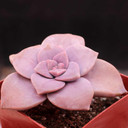 Graptopetalum superbum