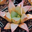 Haworthia retusa f. multilineata