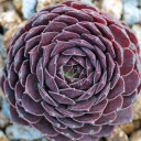 Chick Charms® Berry Bomb™ (Outdoors) - February