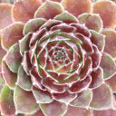 Chick Charms® Berry Bomb™