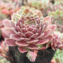 Chick Charms® Berry Bomb™ - Side view