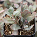 Sedum SUNSPARKLER® 'Plum Dazzled' - Late Summer