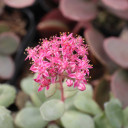 Sedum Sunsparkler® 'Plum Dazzled' - October (bloom)
