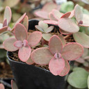 Sedum Sunsparkler® 'Plum Dazzled' - October