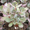 Sedum SUNSPARKLER® 'Plum Dazzled'